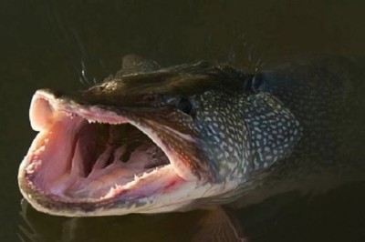 Do Pikes Attack Humans? The Truth Behind Pike Behavior!