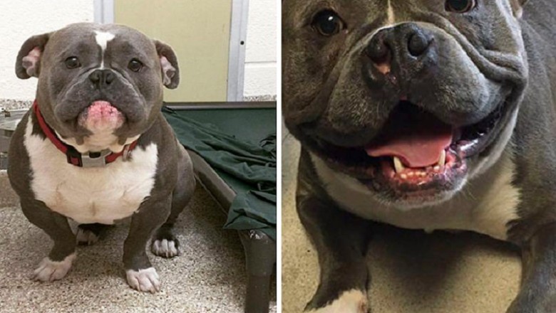From Pouty Pup to Happy Hound: How One Photo Changed a Shelter Dog's Life Forever!