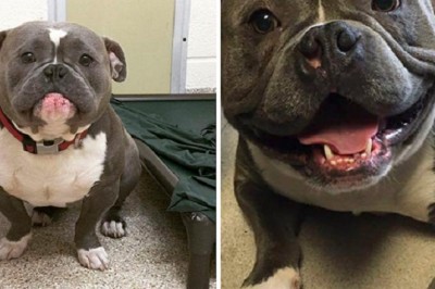 From Pouty Pup to Happy Hound: How One Photo Changed a Shelter Dog's Life Forever!
