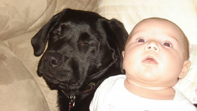 The Unbreakable Bond: How a Black Lab Became the Best Friend of a Little Girl Despite Warnings