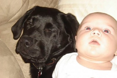 The Unbreakable Bond: How a Black Lab Became the Best Friend of a Little Girl Despite Warnings