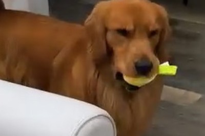 Adorable Shivering Dog Gets Warm Cuddle! Too Cute to Handle