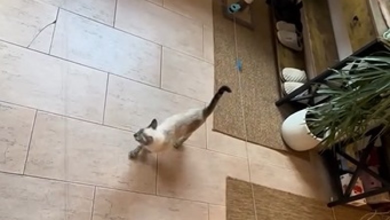 Amazing Cat Plays Incredible Game! You Won't Believe This Talent