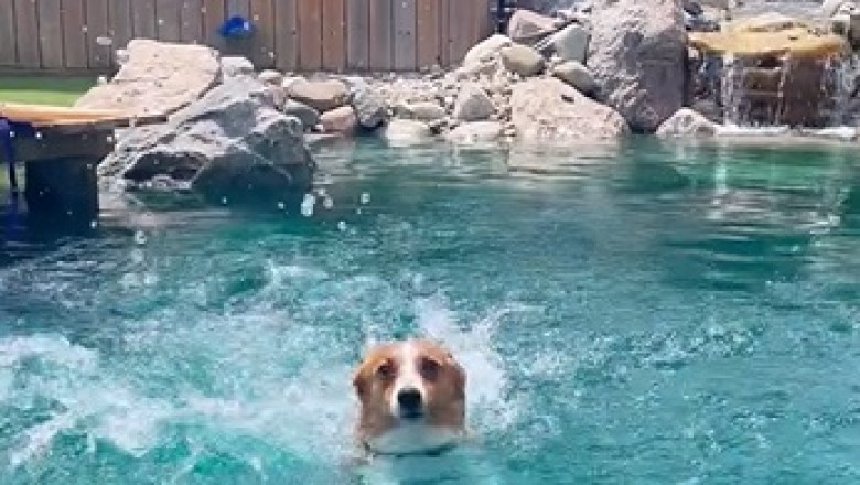 Epic Dog Swimming Moments! Watch This Fur Baby Dive Into Fun