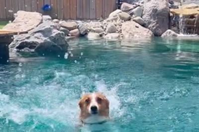 Epic Dog Swimming Moments! Watch This Fur Baby Dive Into Fun