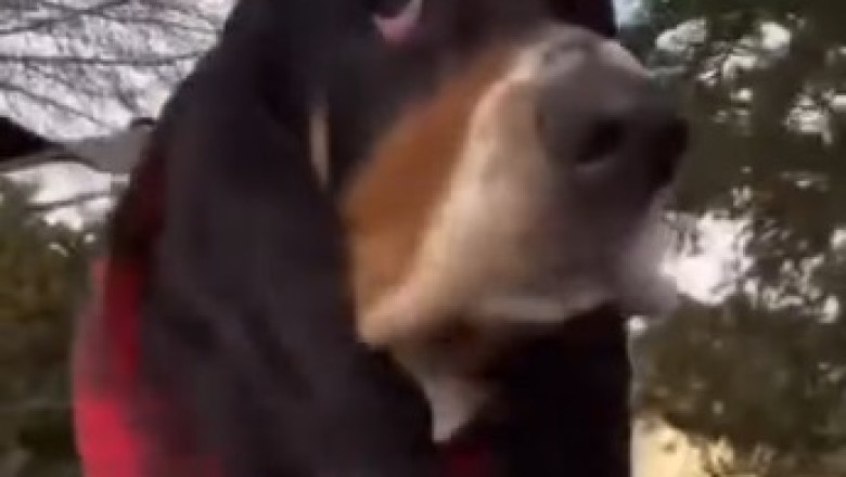 Hilarious Basset Hound Walks That Will Make You Smile!