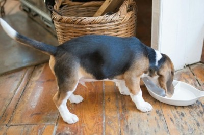 How Much to Feed Your Puppy: A Guide for New Pet Owners