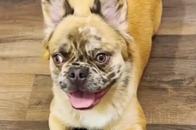 Ultimate Doggo Fails Compilation: Hilarious Moments That Will Make You LOL!