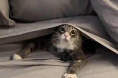 Adorable Surprise: You Won't Believe What We Found Under the Straw!