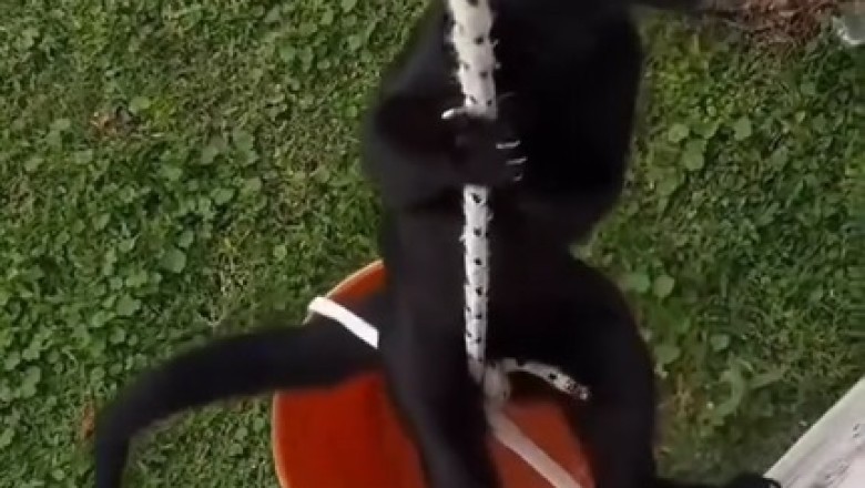 Climbing for Cats: The Ultimate Cat Gym Revolutionizing Feline Fitness!