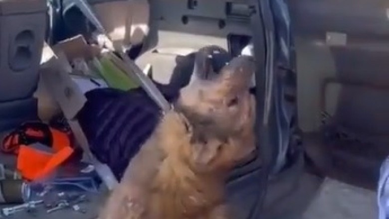 Heartwarming Rescue: Watch How This Dog’s Life Changed Forever!