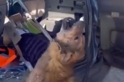 Heartwarming Rescue: Watch How This Dog’s Life Changed Forever!