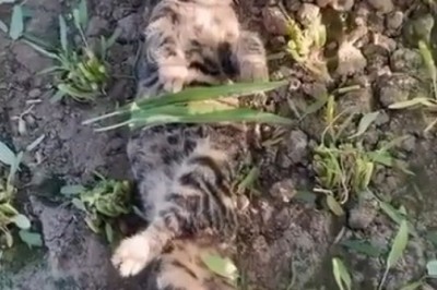 Unbelievable Survival: Watch This Cat Snack on a Jerboa!