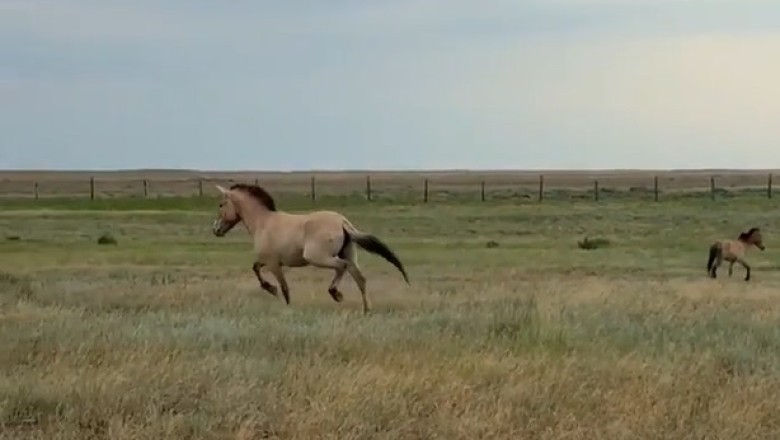 Unbelievable: Wild Horses Make a Stunning Comeback to Their Homeland!