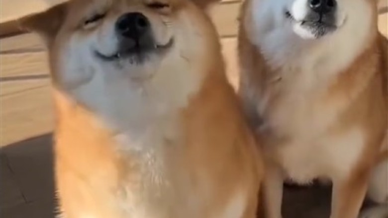 Unleash the Fun: 10 Hilarious Ways to Entertain Your Dog!