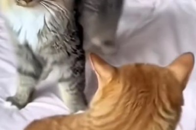 Watch These Cats Taking on the World: Epic Fails and Hilarious Beatings!