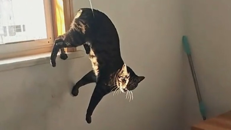 Adventures of Tawaqi and Laklui: The Cat Duo Taking the Internet by Storm!