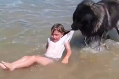Heroic Dog Becomes Little Girl’s Lifeguard at the Beach!