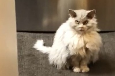 Meet the Sassy Senior: Hilarious Adventures of Our Old Cat!