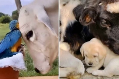 A Heartwarming Display of Love and Friendship Between Animals of Different Species