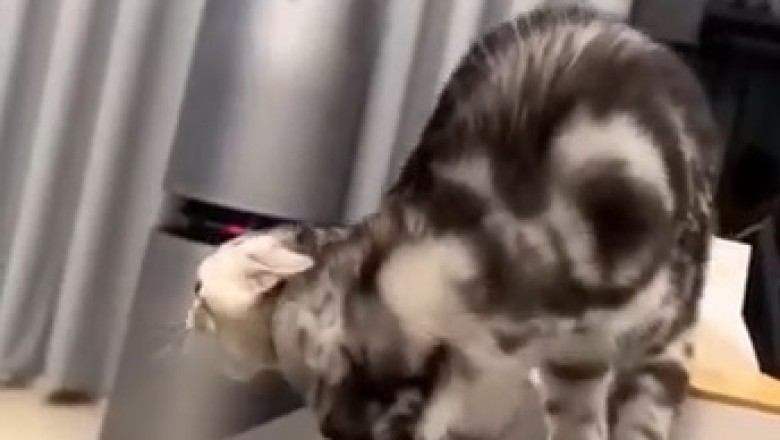 Cat vs. TV: Epic Battle of the Century! Who Will Win?