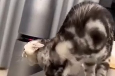 Cat vs. TV: Epic Battle of the Century! Who Will Win?