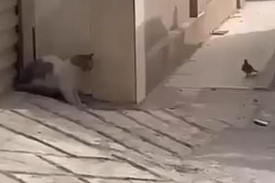 Feathered Fiasco: Cat's Hilarious Attempt to Attack a Dove!