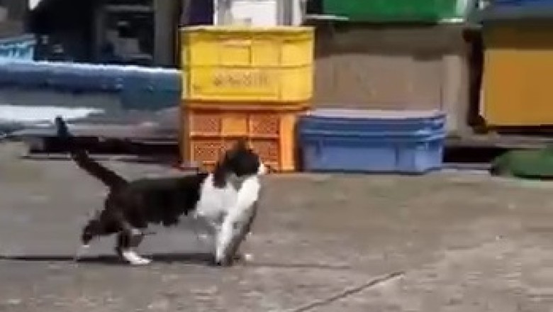 Paws and Laughs: These Sneaky Cat Thieves Will Steal Your Heart!