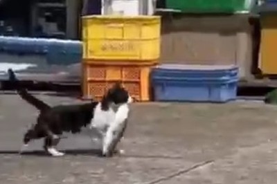 Paws and Laughs: These Sneaky Cat Thieves Will Steal Your Heart!