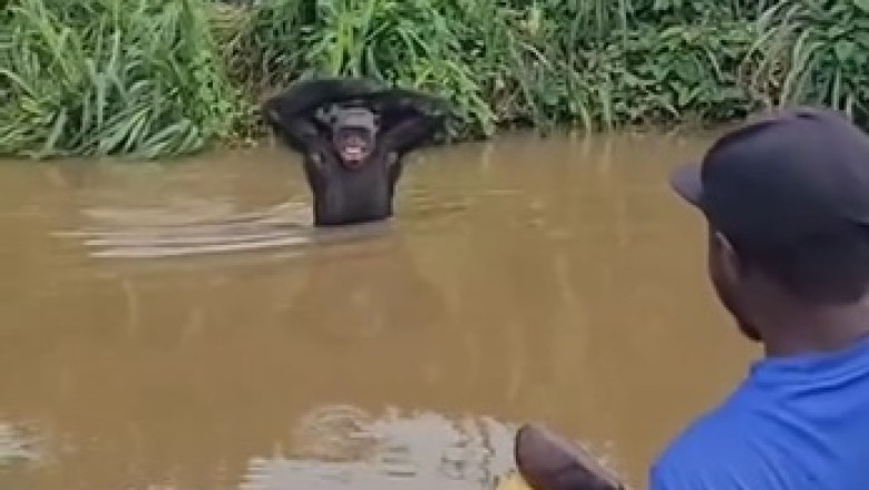 "Chimpanzee's Priceless Reaction to Receiving Food Will Melt Your Heart!"