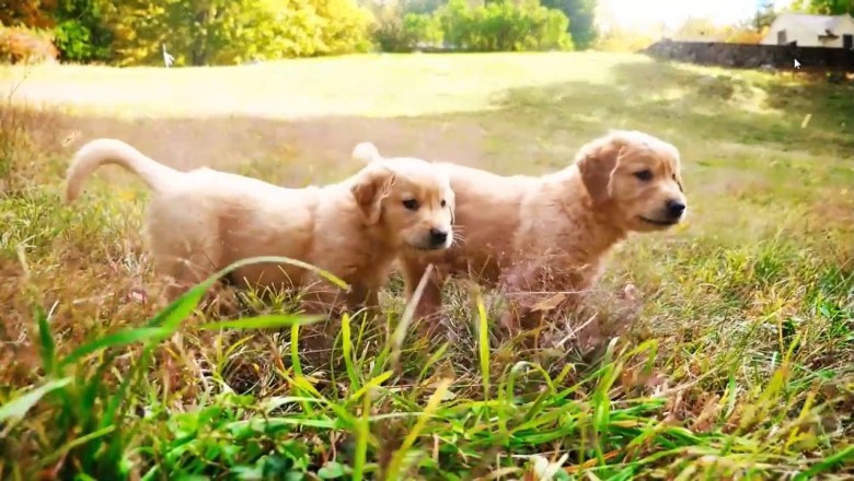 Unbelievable Dog Fails That Will Make You Laugh Out Loud!