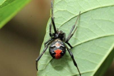 Love Bites: The Shocking Truth Behind Black Widow Spiders' Deadly Romance!