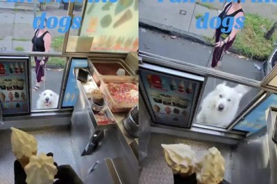 These Dogs Ordered Ice Cream Like Regular Customers 🐶🍦