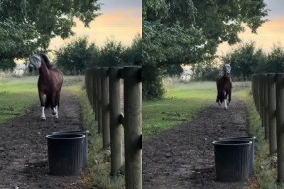 This Horse Is Training BLINDFOLDED 😳🐴