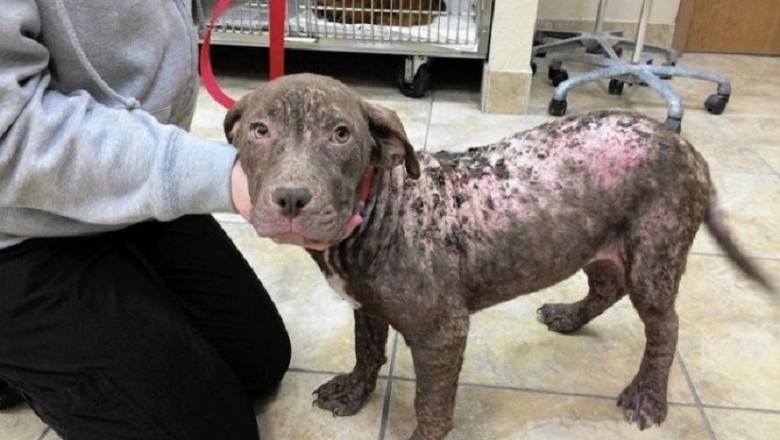 Is Your Dog Losing Fur? Discover the Hidden Causes of Alopecia and What You Can Do!