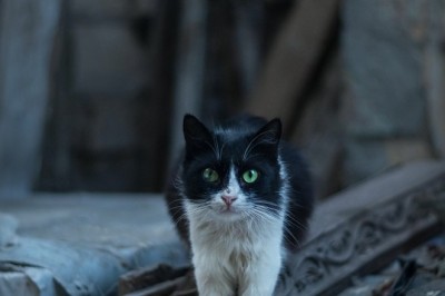 The Unseen Lives of Street Cats: A Journey Through Urban Feral Communities