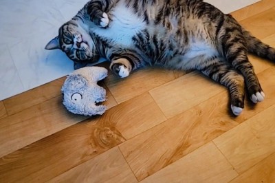 Adorable Cats Rocking Hijabs: The Cutest Fashion Show Ever!