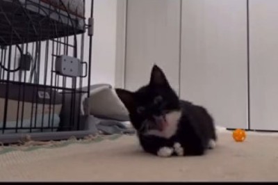 Cat vs. Bandit: The Epic Showdown You Didn’t Know You Needed!