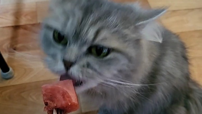 Cats Love Watermelon? Hilarious Reactions Caught on Camera!