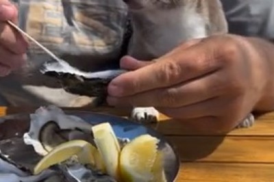 Hilarious Dog's Epic Standoff with White Meat