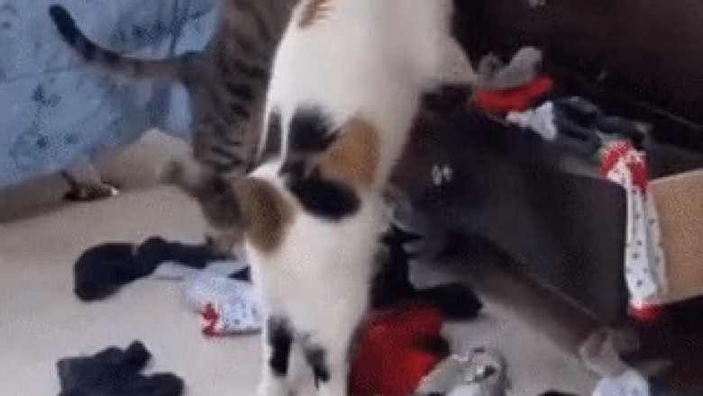 Meet the Most Polite Cats Ever: Gentle Paws and Sweet Whiskers!