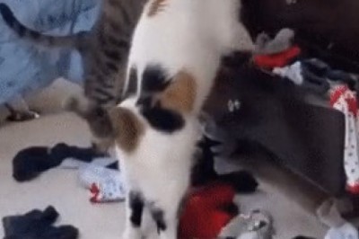 Meet the Most Polite Cats Ever: Gentle Paws and Sweet Whiskers!