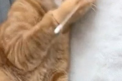 Teaching Cats to 'Smoke'? The Hilarious Glove Experiment You Won't Believe!