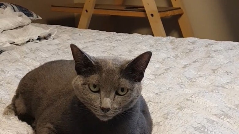 This Beautiful Cat's Quirky Antics Will Have You in Stitches!