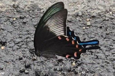 Watch This Beautiful Butterfly Unleash Its Hilarious Dance Moves!