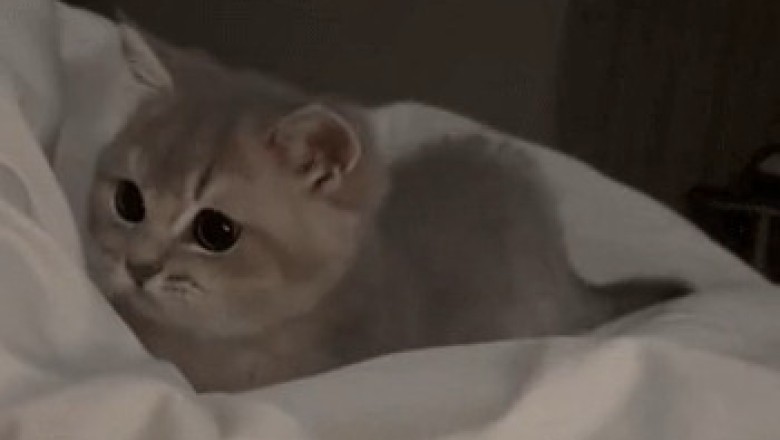 Watch This Beautiful Kitten Steal the Show with Its Adorable Shenanigans!