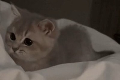 Watch This Beautiful Kitten Steal the Show with Its Adorable Shenanigans!