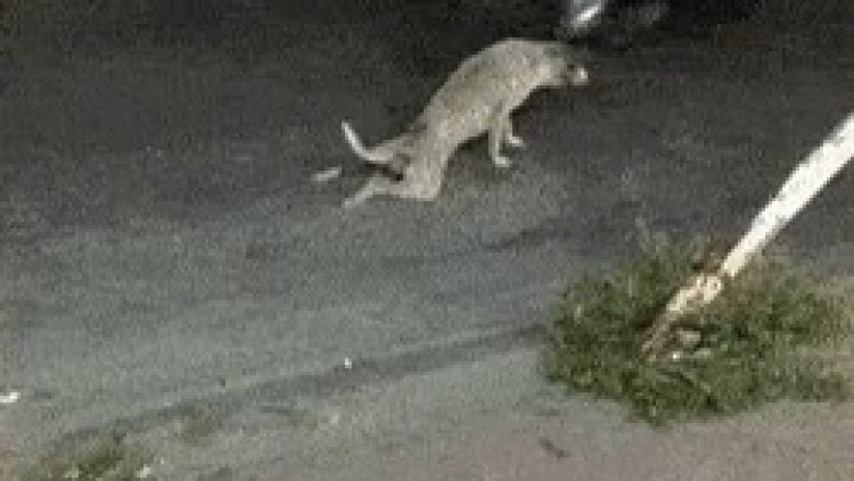 You Won't Believe What This Inspiring Disabled Dog Can Do!