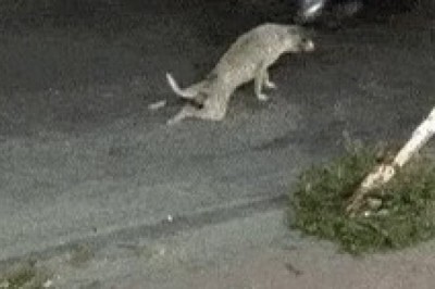 You Won't Believe What This Inspiring Disabled Dog Can Do!