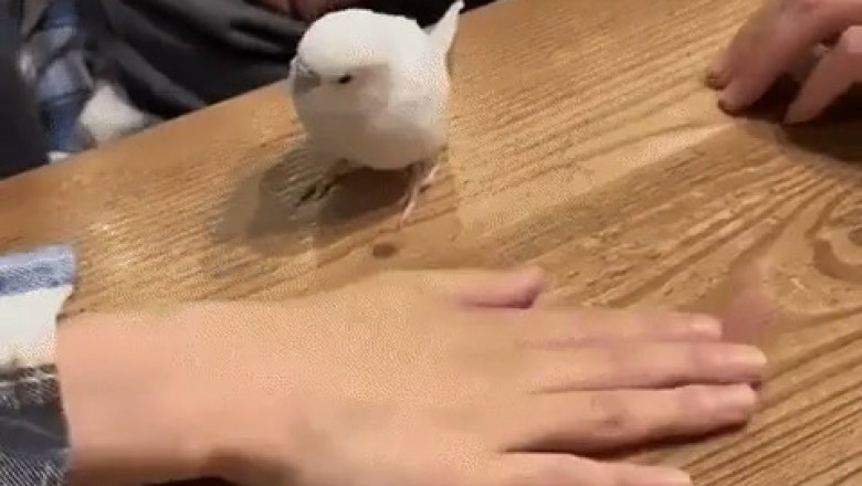 You Won't Believe What This Parrot Says About the Covenant!